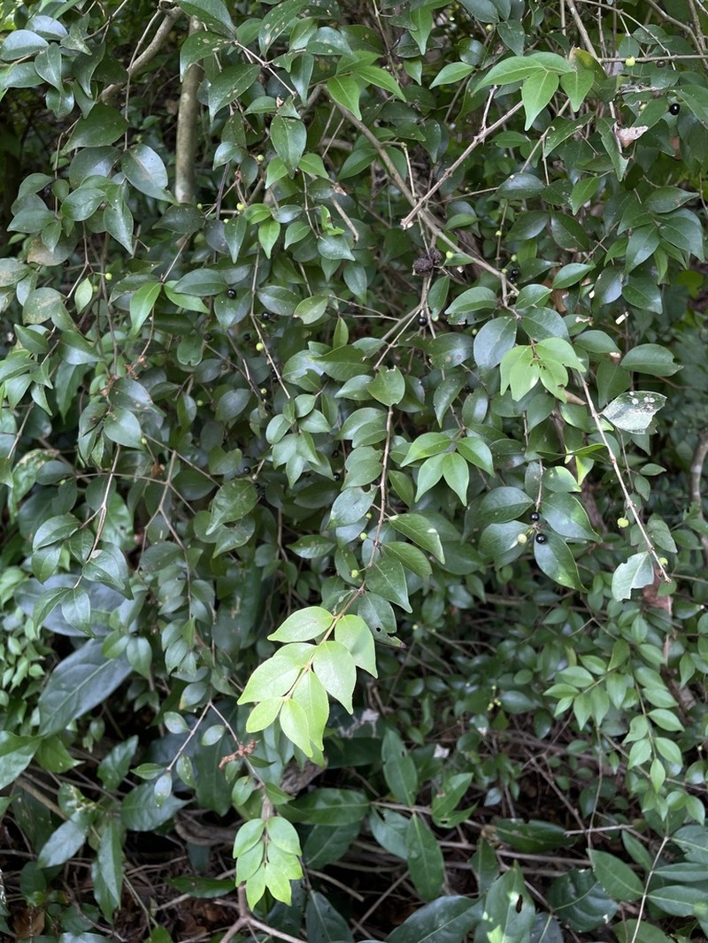 Rockmyrtle
