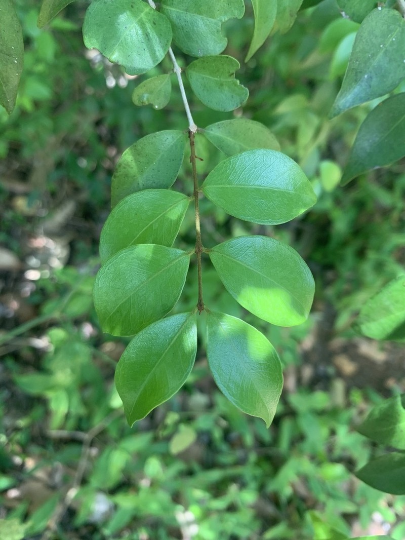 Rockmyrtle photo 2