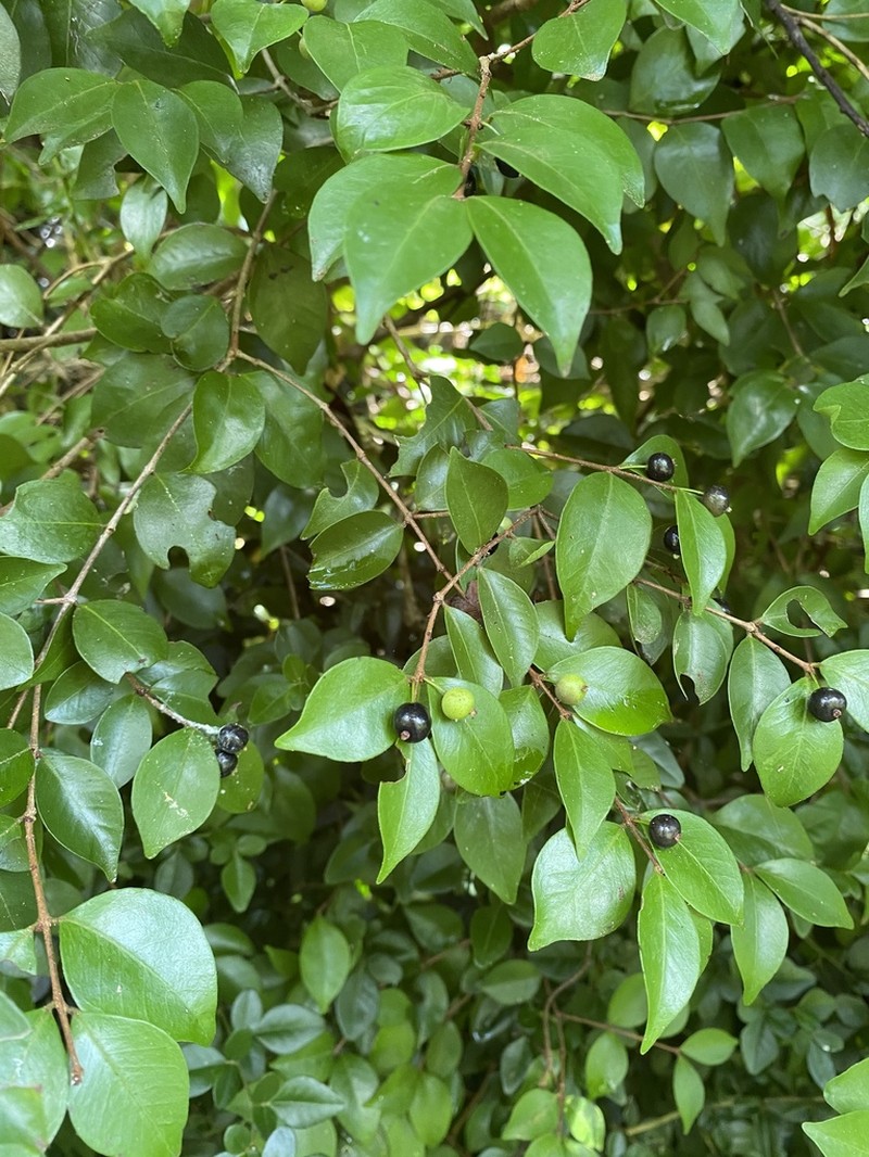 Rockmyrtle photo 3