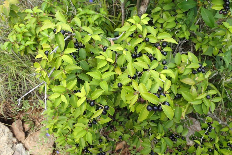 Rockmyrtle photo 4