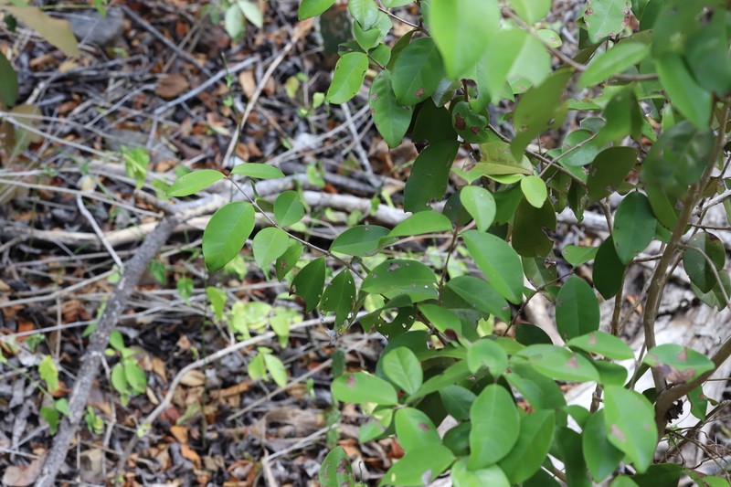 Rockmyrtle photo 5