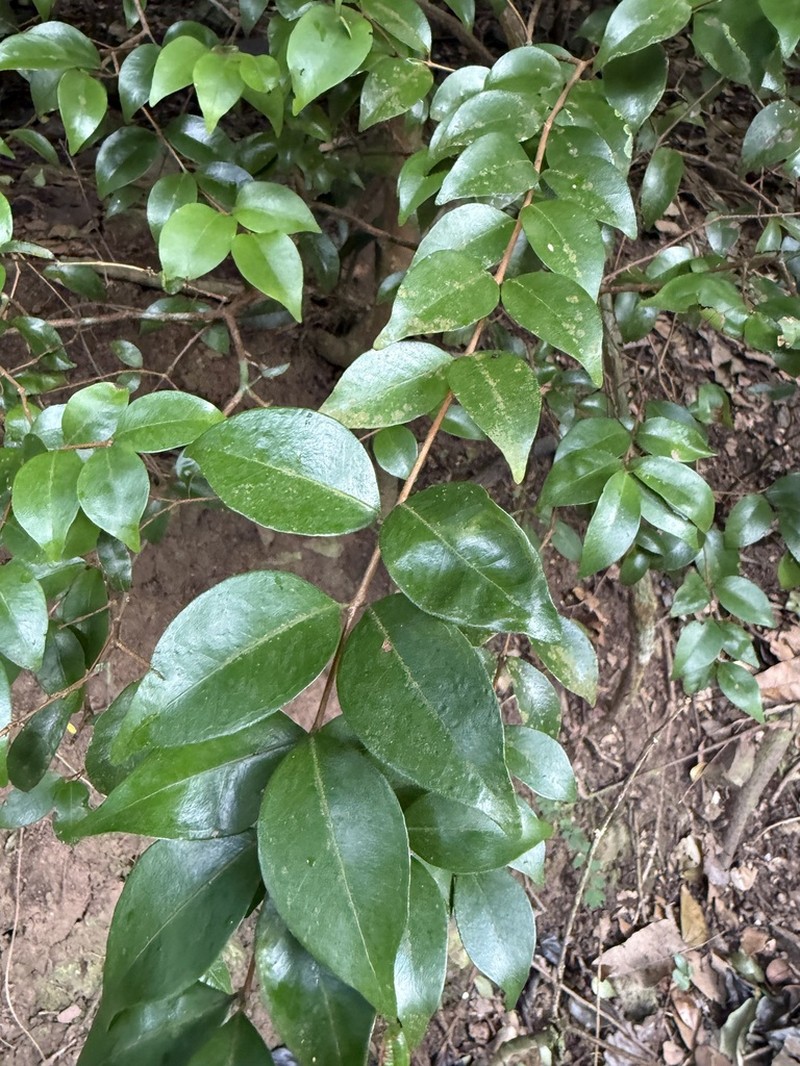 Rockmyrtle photo 6