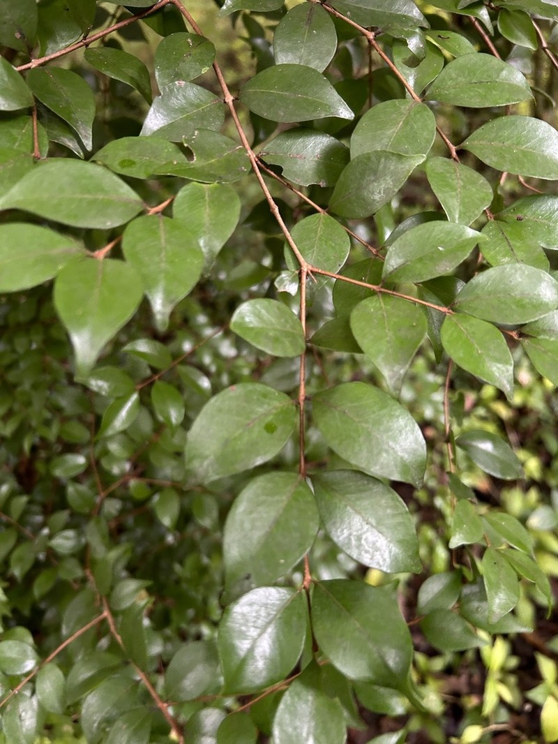 Rockmyrtle photo 7