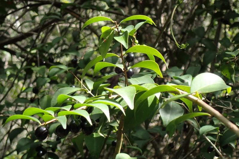 Rockmyrtle photo 8