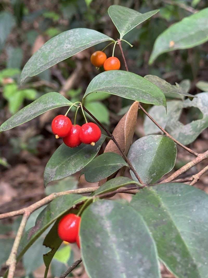 Christmas Cherry photo 2