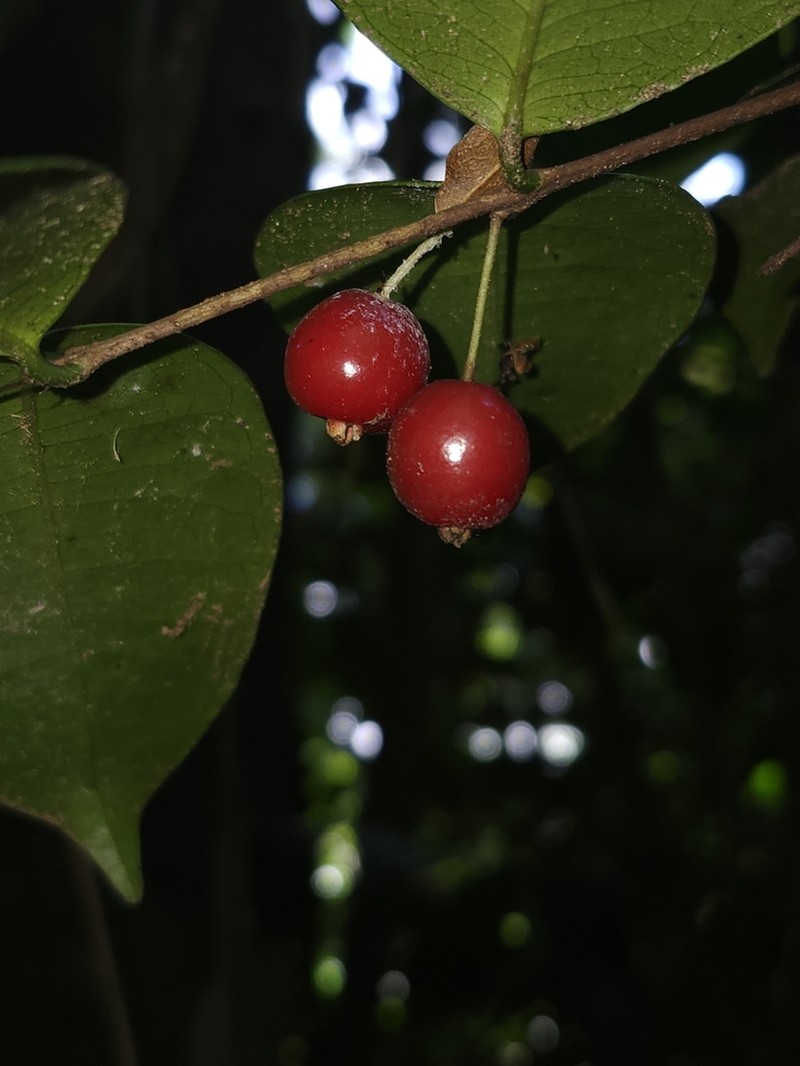 Christmas Cherry photo 3