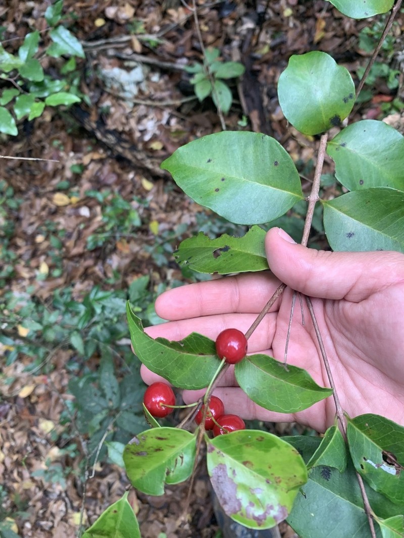 Christmas Cherry photo 4