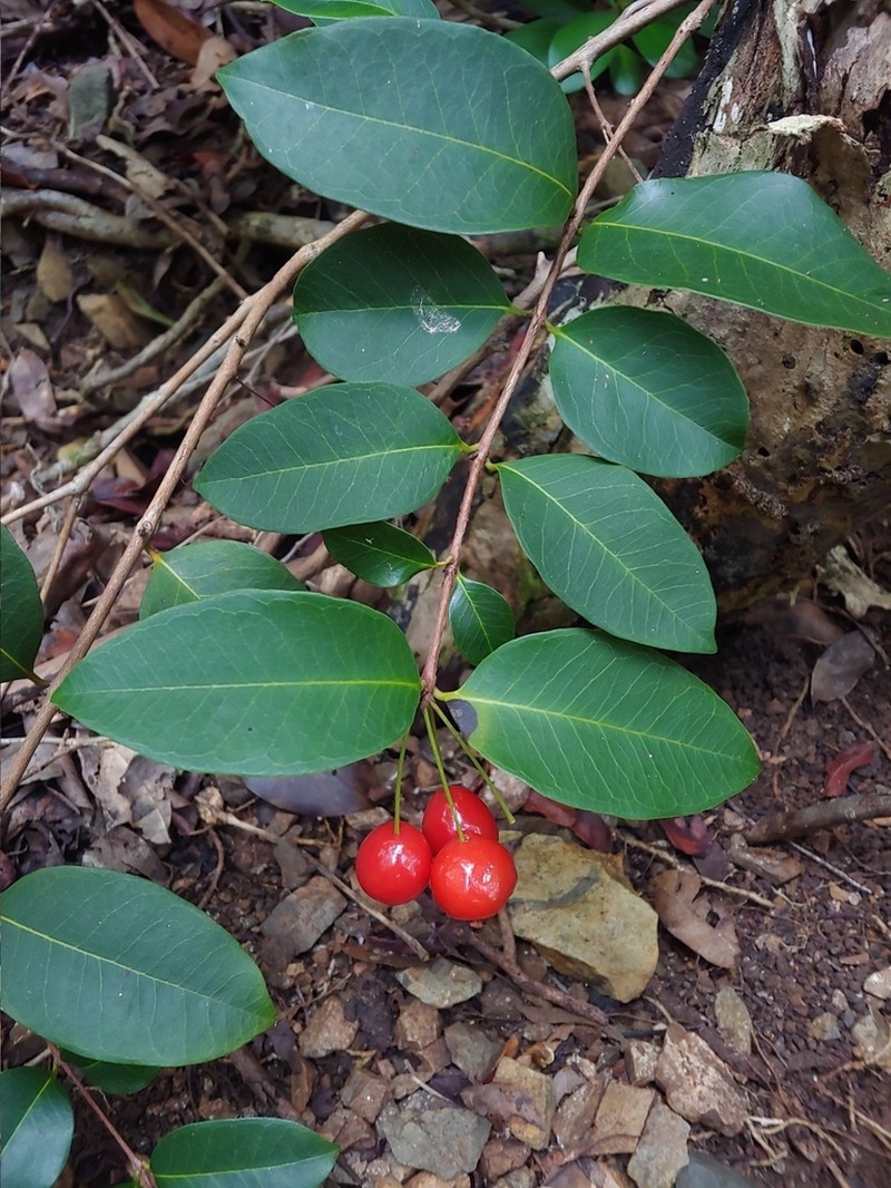 Christmas Cherry photo 5