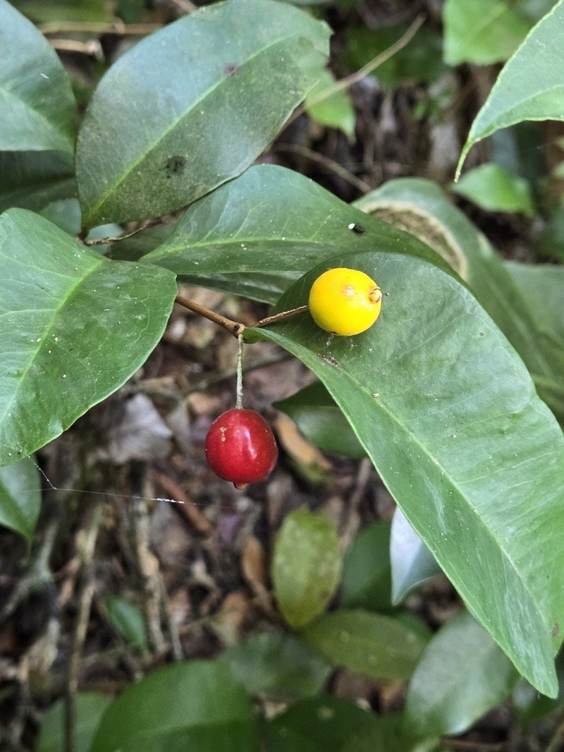 Christmas Cherry photo 7
