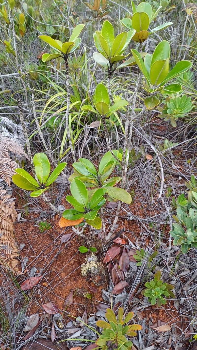 Eugenia pubiflora