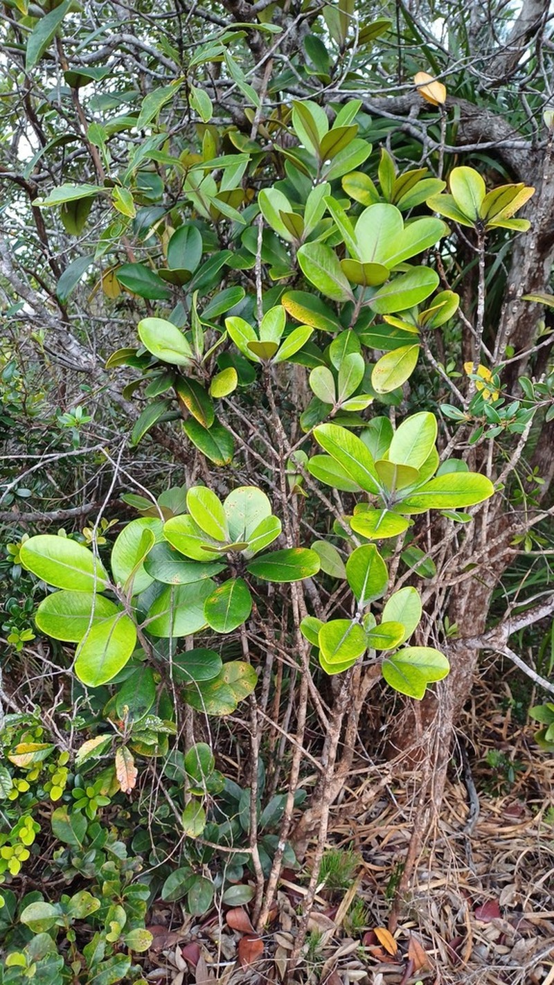 Eugenia pubiflora photo 2