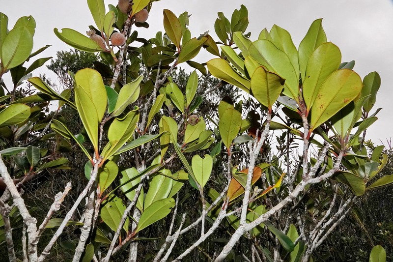 Eugenia pubiflora photo 3