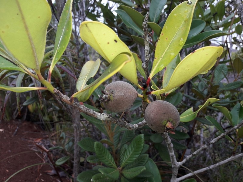 Eugenia pubiflora photo 4