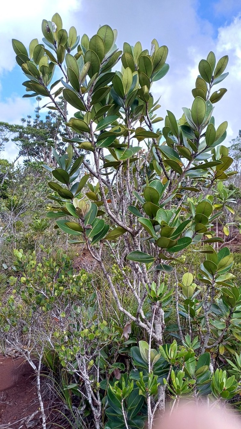 Eugenia pubiflora photo 5
