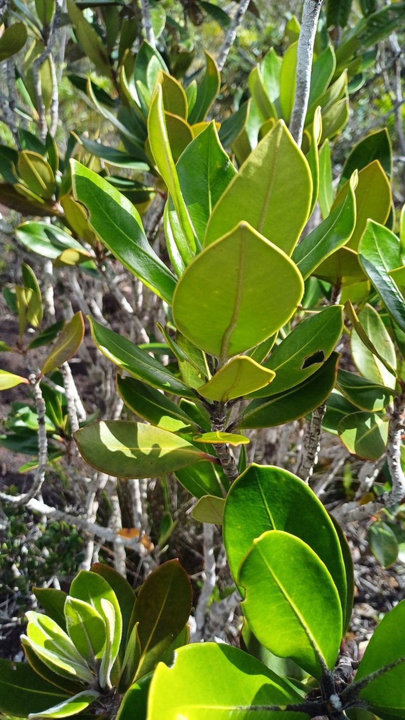 Eugenia pubiflora photo 6