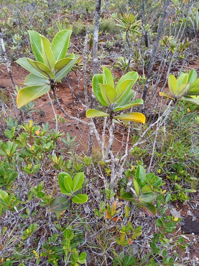 Eugenia pubiflora photo 7