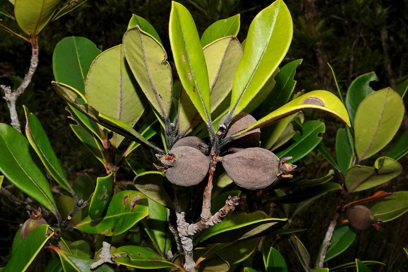 Eugenia pubiflora photo 8