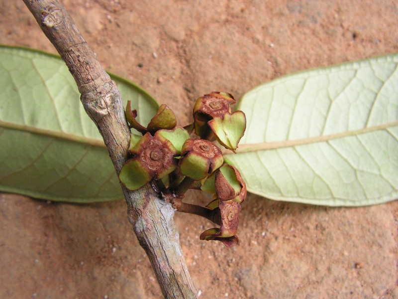 Eugenia quilombola photo 3