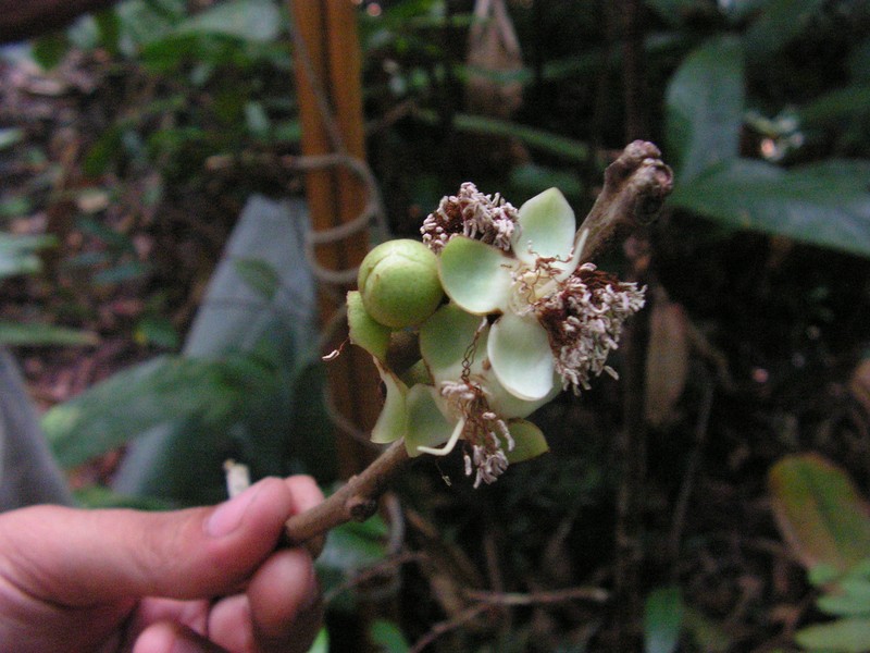 Eugenia quilombola photo 4
