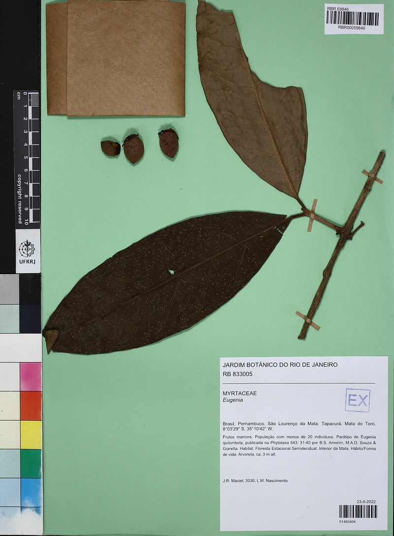 Eugenia quilombola photo 5
