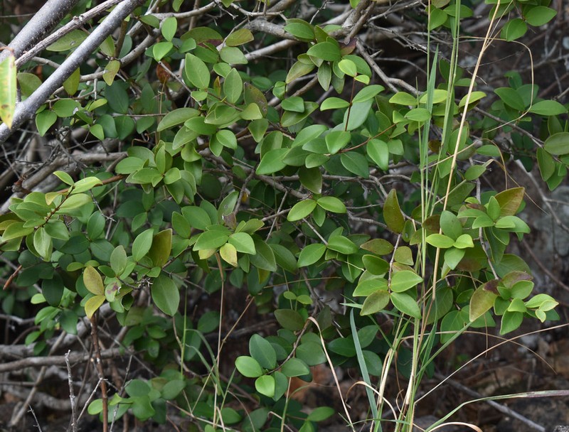 Mountain Stopper photo 4