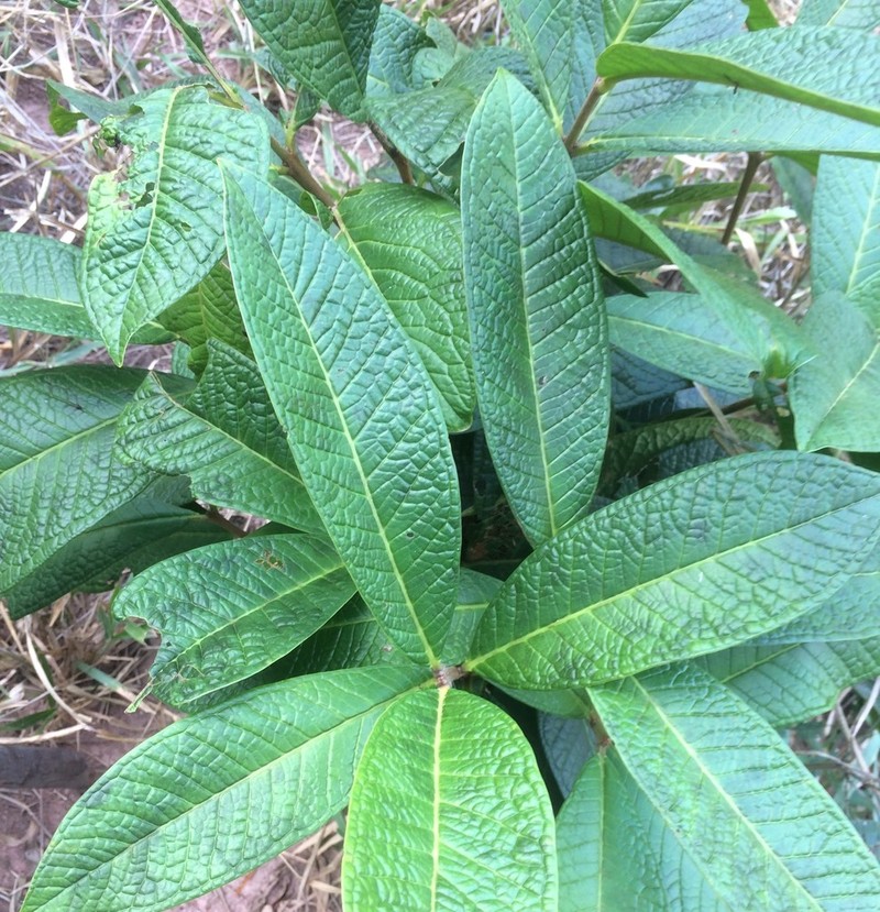 Eugenia reperta