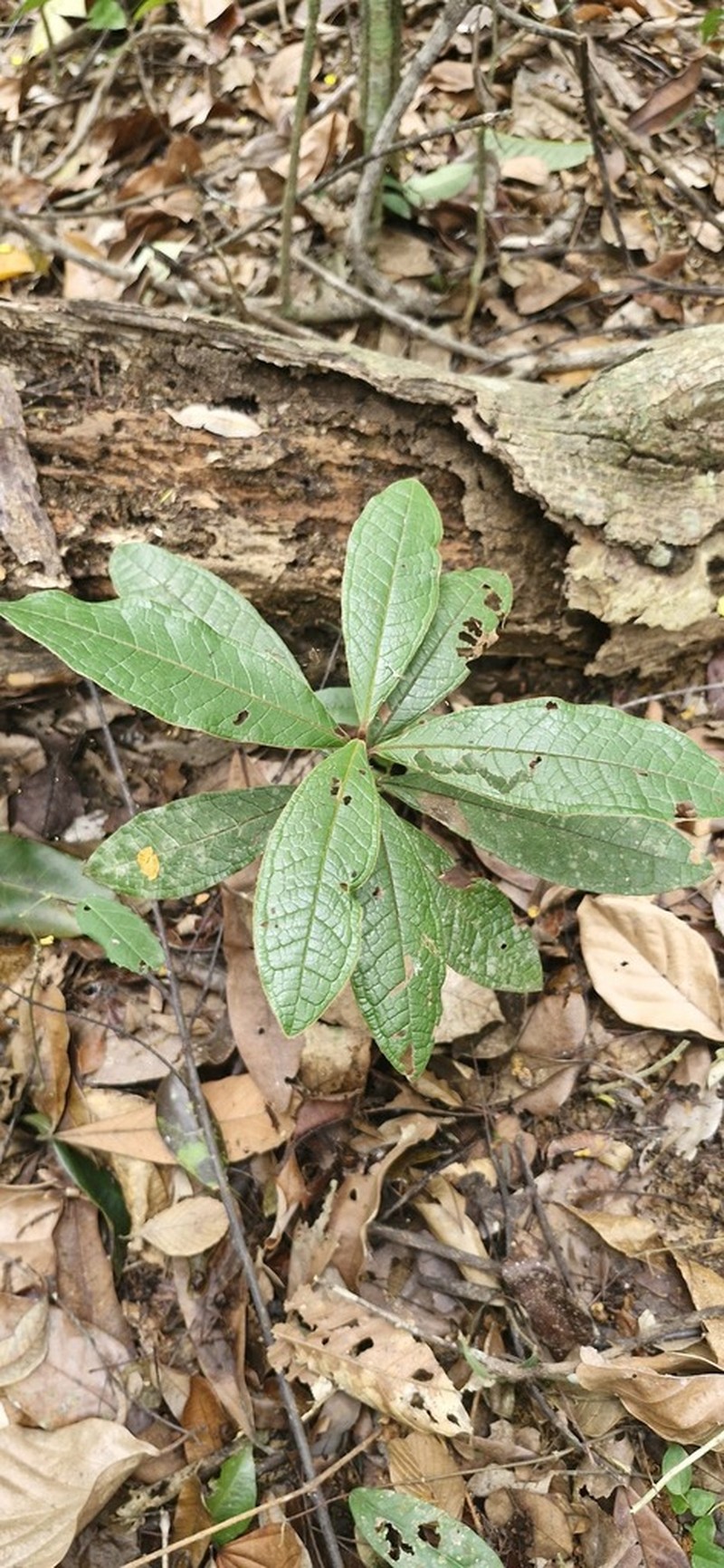 Eugenia reperta photo 3