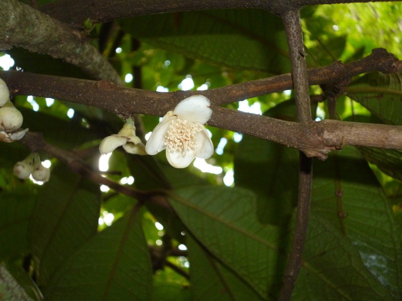 Eugenia reperta photo 6