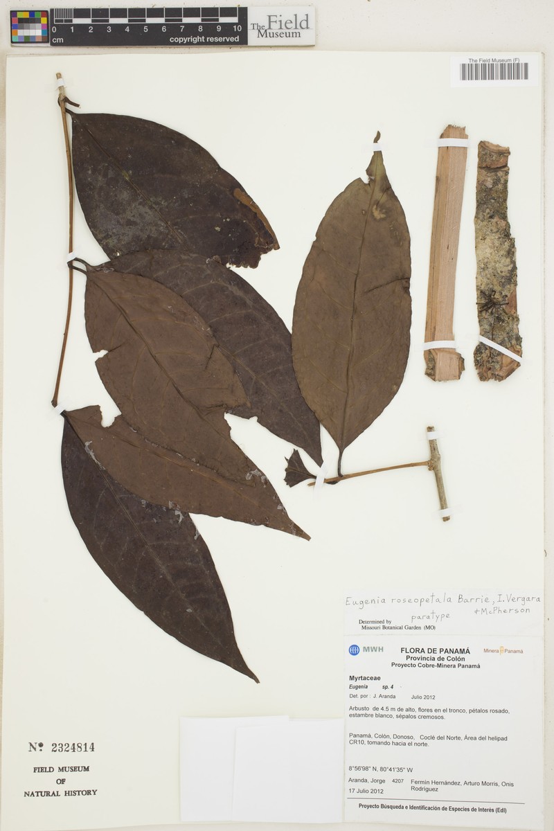 Eugenia roseopetala