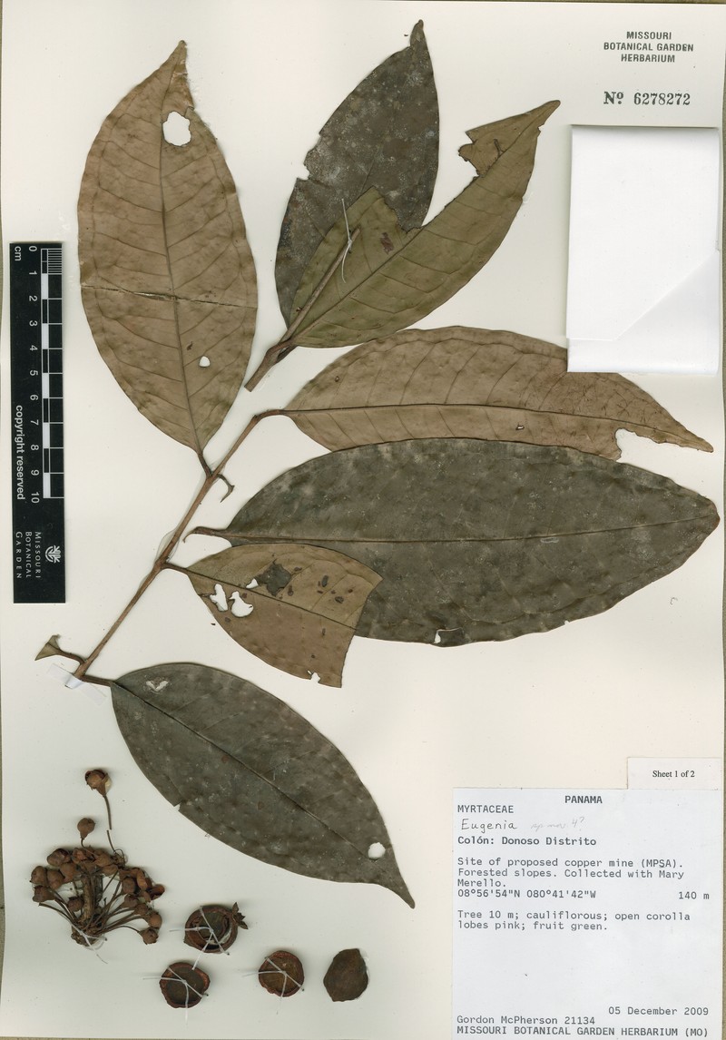 Eugenia roseopetala photo 2