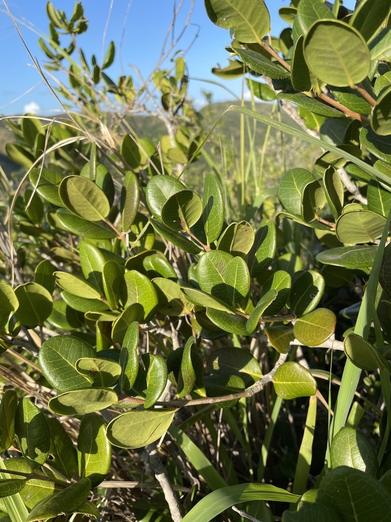 Sessileleaf Stopper