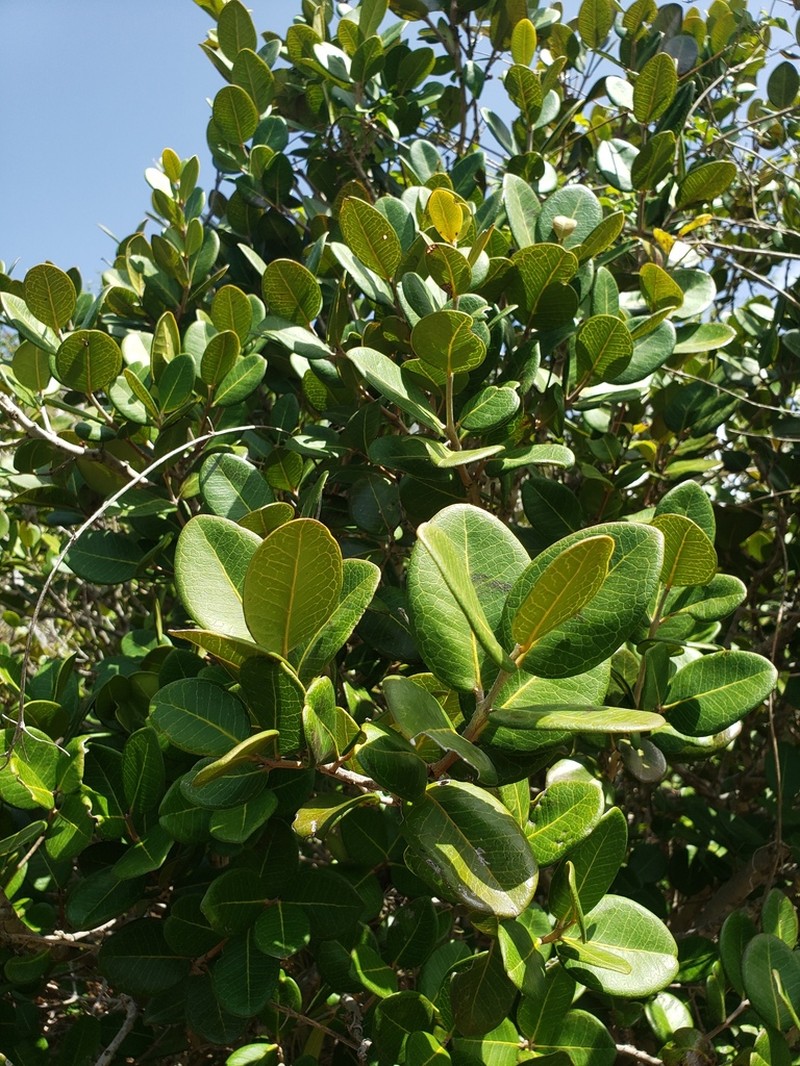 Sessileleaf Stopper photo 2