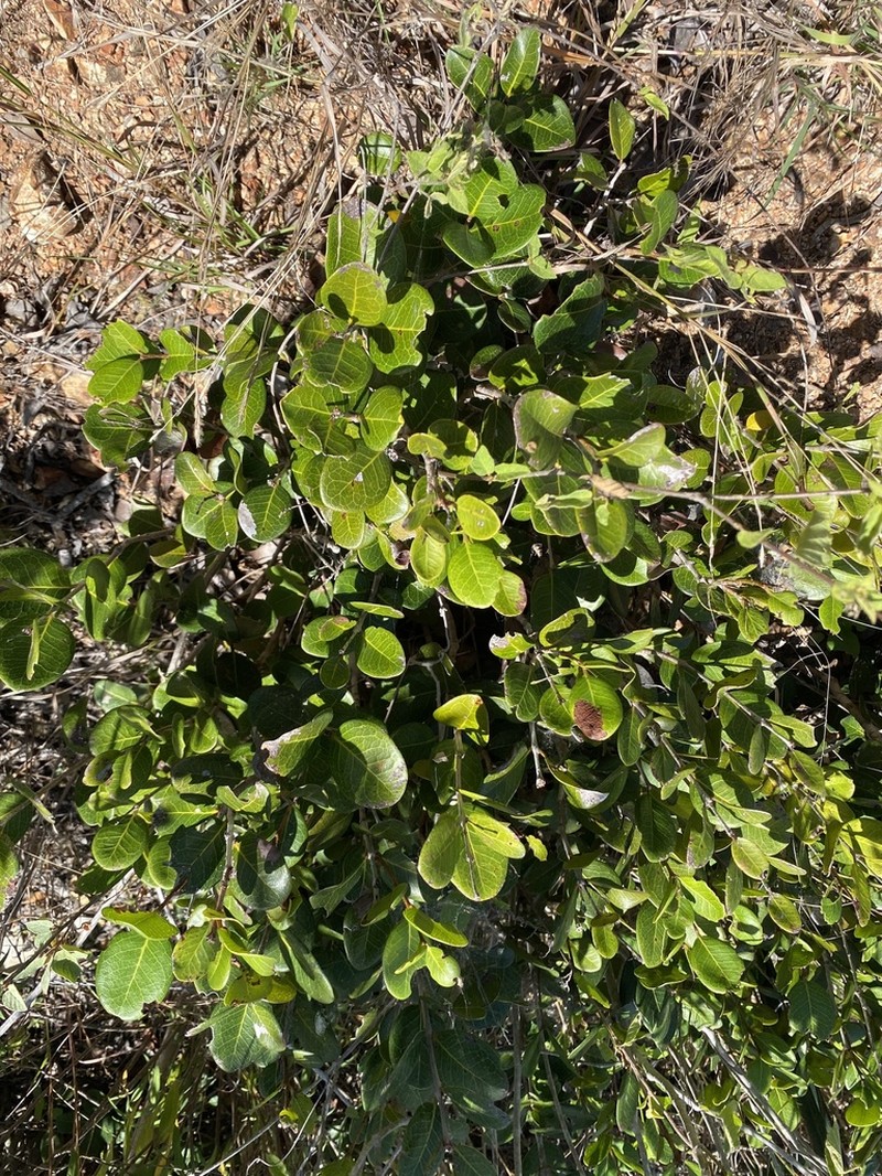 Sessileleaf Stopper photo 3