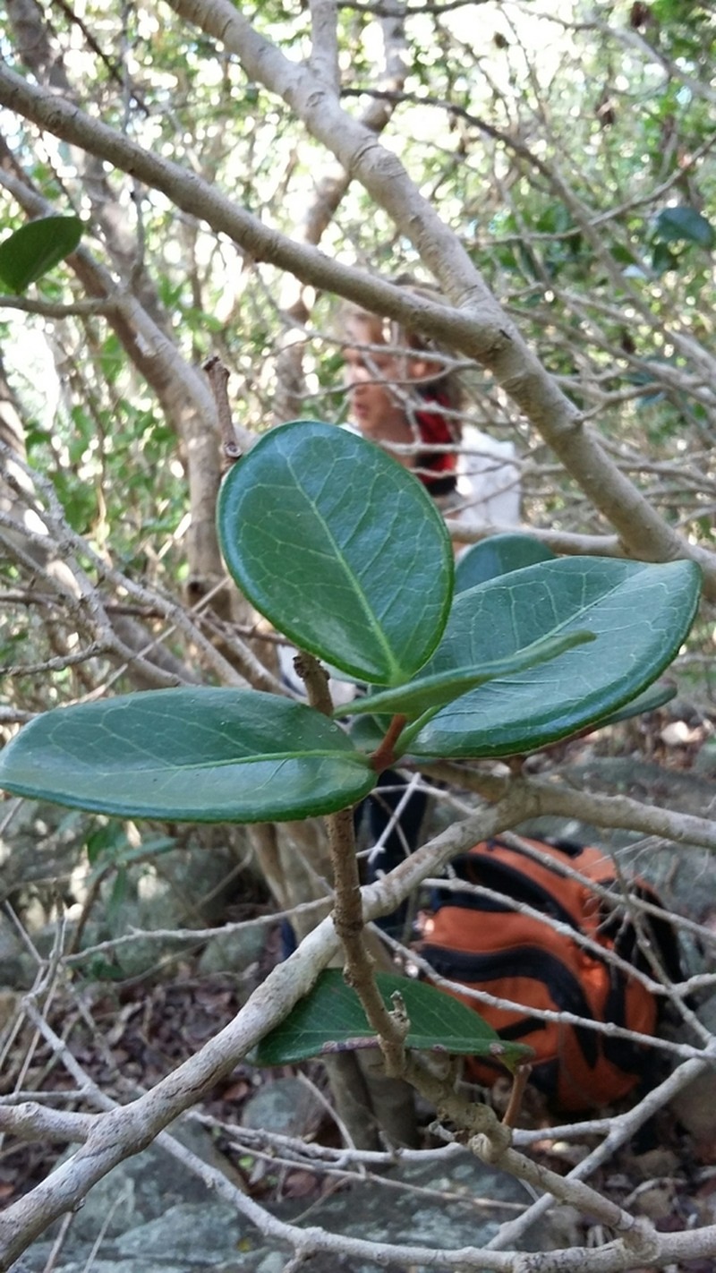 Sessileleaf Stopper photo 4