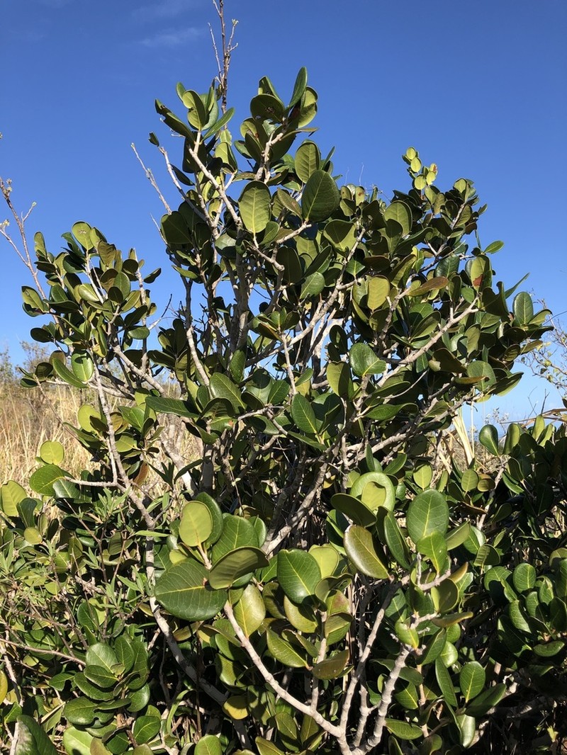 Sessileleaf Stopper photo 5