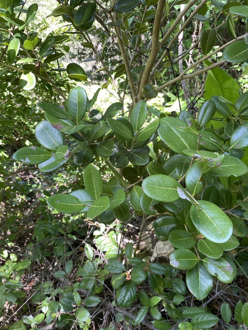 Sessileleaf Stopper photo 6