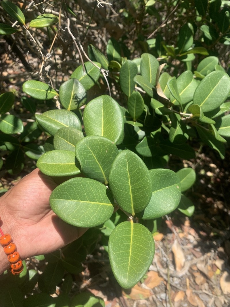 Sessileleaf Stopper photo 7
