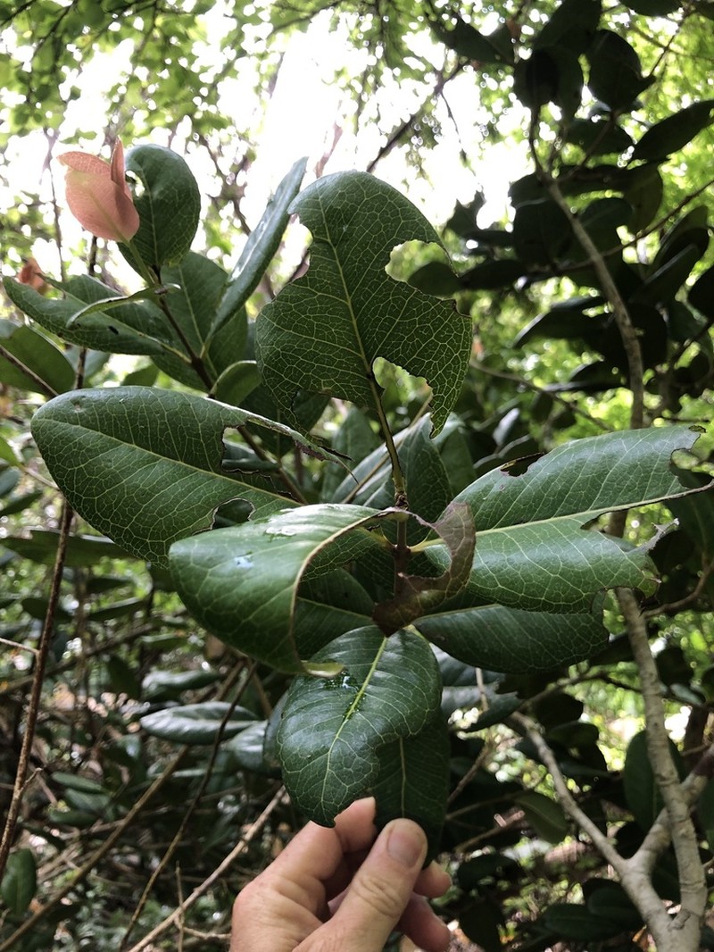Sessileleaf Stopper photo 8
