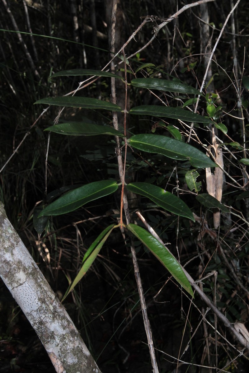 Eugenia sicifolia