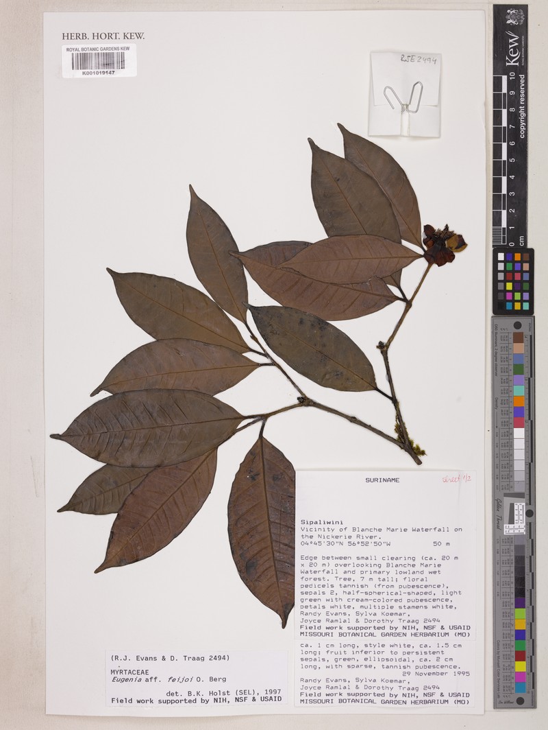 Eugenia sipaliwinensis