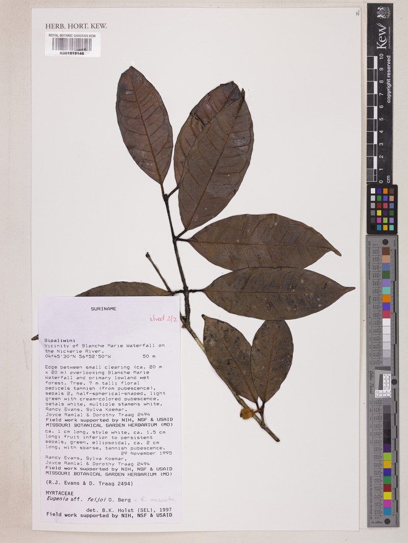 Eugenia sipaliwinensis photo 2