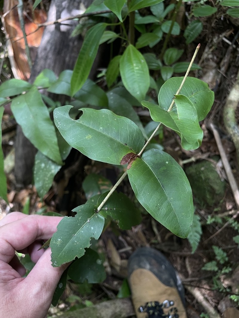 Stewardson's Stopper photo 6