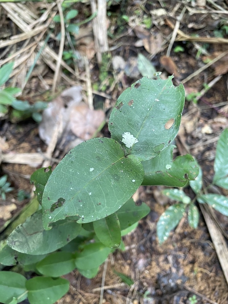 Stewardson's Stopper photo 8