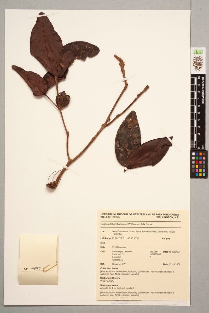 Eugenia tchambaensis