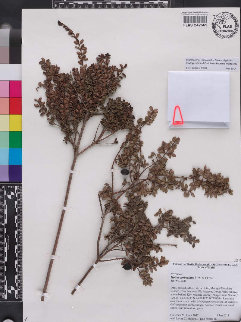 Eugenia torbeciana
