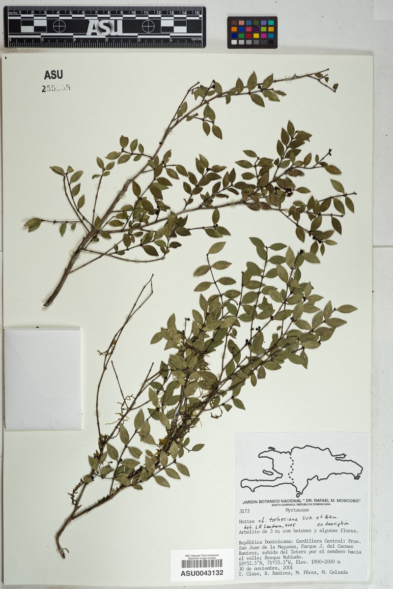 Eugenia torbeciana photo 2
