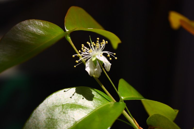Surinam Cherry photo 2