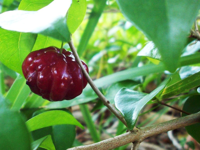 Surinam Cherry photo 3