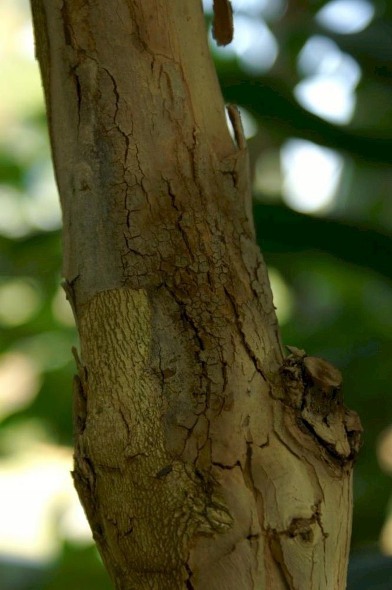 Surinam Cherry photo 4