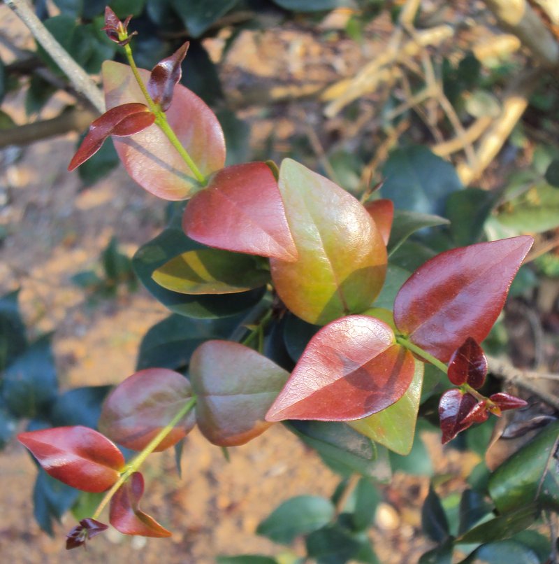 Surinam Cherry photo 5